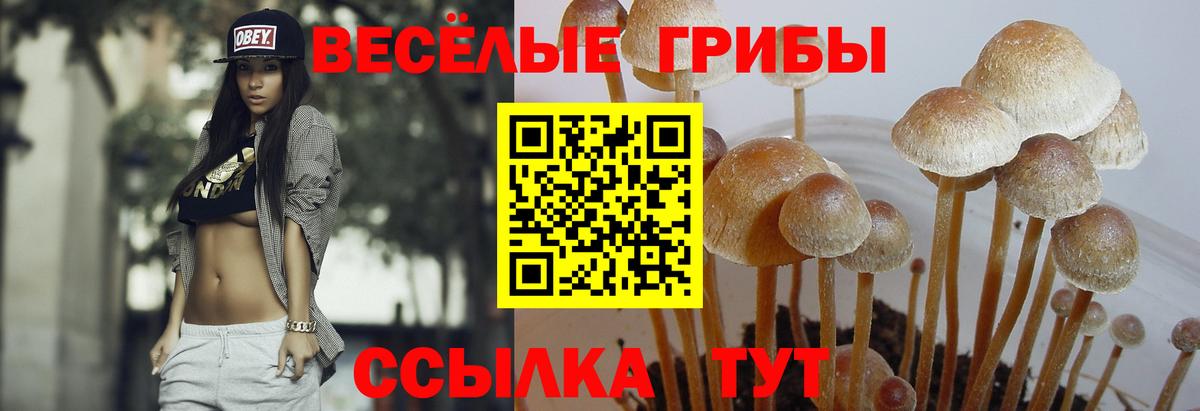 Псилоцибиновые грибы MAGIC MUSHROOMS Сальск
